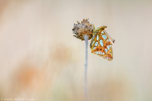 Issoria lathonia / Kleiner Perlmuttfalter / Queen of spain fritillary