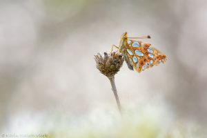 Issoria lathonia / Kleiner Perlmuttfalter / Queen of spain fritillary