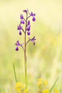 Anacamptis laxiflora / Lockerblütiges Knabenkraut / lax-flowered orchid