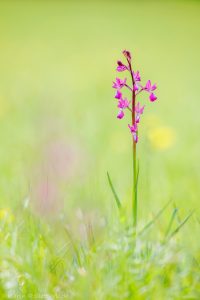 Anacamptis laxiflora / Lockerblütiges Knabenkraut / lax-flowered orchid