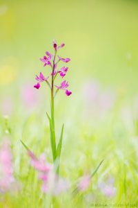 Anacamptis laxiflora / Lockerblütiges Knabenkraut / lax-flowered orchid