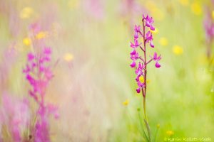 Anacamptis laxiflora / Lockerblütiges Knabenkraut / lax-flowered orchid