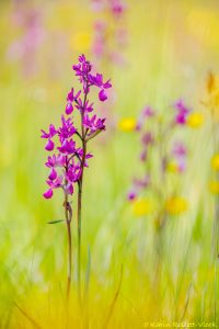 Anacamptis laxiflora / Lockerblütiges Knabenkraut / lax-flowered orchid