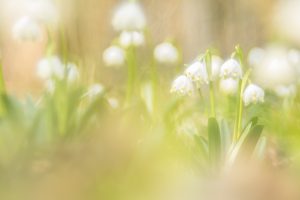 Leucojum vernum / Frühlings-Knotenblumen - Großes Schneeglöckchen