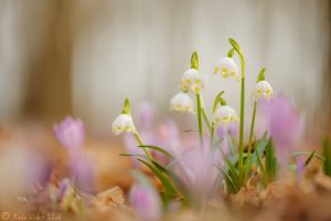 Leucojum vernum / Frühlings-Knotenblumen - Großes Schneeglöckchen