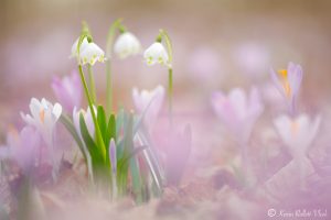 Leucojum vernum / Frühlings-Knotenblumen - Großes Schneeglöckchen