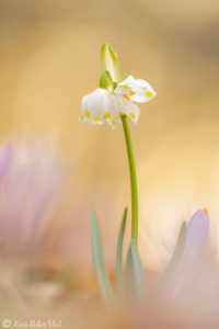 Leucojum vernum / Frühlings-Knotenblumen - Großes Schneeglöckchen