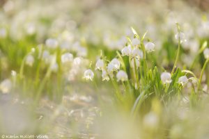 Leucojum vernum / Frühlings-Knotenblumen - Großes Schneeglöckchen