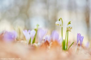 Leucojum vernum / Frühlings-Knotenblumen - Großes Schneeglöckchen