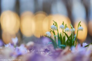 Leucojum vernum / Frühlings-Knotenblumen - Großes Schneeglöckchen