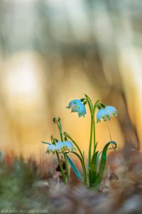 Leucojum vernum / Frühlings-Knotenblumen - Großes Schneeglöckchen