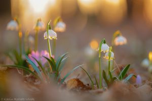 Leucojum vernum / Frühlings-Knotenblumen - Großes Schneeglöckchen