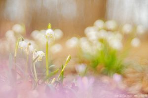 Leucojum vernum / Frühlings-Knotenblumen - Großes Schneeglöckchen