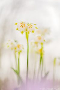 Leucojum vernum / Frühlings-Knotenblumen - Großes Schneeglöckchen