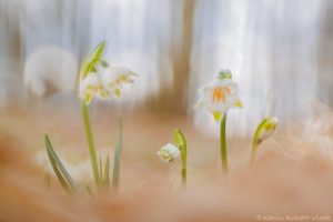 Leucojum vernum / Frühlings-Knotenblumen - Großes Schneeglöckchen