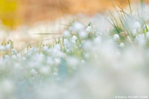 Leucojum vernum / Frühlings-Knotenblumen - Großes Schneeglöckchen