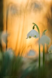 Leucojum vernum / Frühlings-Knotenblumen - Großes Schneeglöckchen