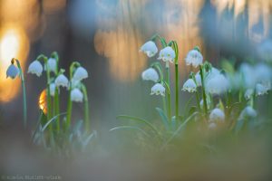 Leucojum vernum / Frühlings-Knotenblumen - Großes Schneeglöckchen