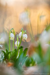 Leucojum vernum / Frühlings-Knotenblumen - Großes Schneeglöckchen