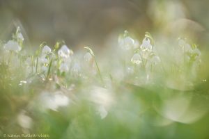 Leucojum vernum / Frühlings-Knotenblumen - Großes Schneeglöckchen