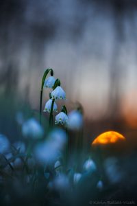 Leucojum vernum / Frühlings-Knotenblumen - Großes Schneeglöckchen