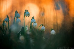 Leucojum vernum / Frühlings-Knotenblumen - Großes Schneeglöckchen