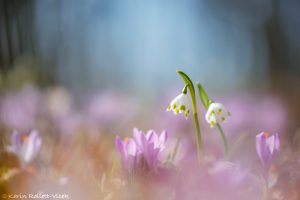 Leucojum vernum / Frühlings-Knotenblumen - Großes Schneeglöckchen