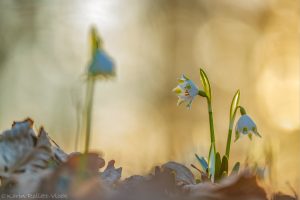 leucojum_4713