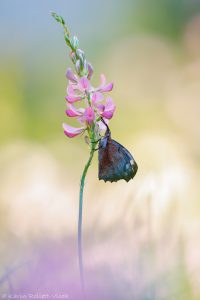 Libythea celtis / Zürgelbaum-Schnauzenfalter / Nettle-tree butterfly