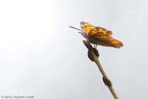 Libythea celtis / Zürgelbaum-Schnauzenfalter / Nettle-tree butterfly