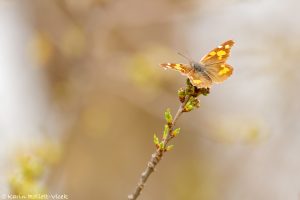 Libythea celtis / Zürgelbaum-Schnauzenfalter / Nettle-tree butterfly