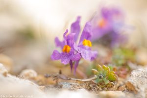 linaria_alpina_202674