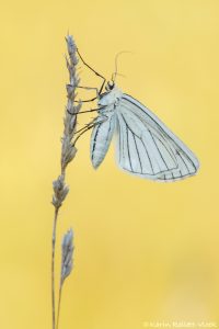 Siona lineata / Hartheu-Spanner / Black-veined moth