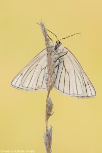 Siona lineata / Hartheu-Spanner / Black-veined moth