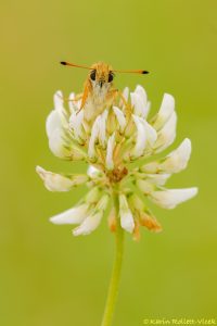 Thymelicus lineola / Schwarzkolbiger Braundickkopffalter /Essex skipper