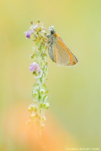 Thymelicus lineola / Schwarzkolbiger Braundickkopffalter /Essex skipper