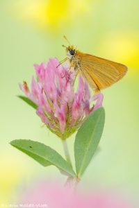 Thymelicus lineola / Schwarzkolbiger Braundickkopffalter /Essex skipper