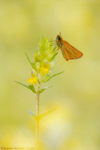 Thymelicus lineola / Schwarzkolbiger Braundickkopffalter /Essex skipper