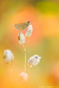 Thymelicus lineola / Schwarzkolbiger Braundickkopffalter /Essex skipper