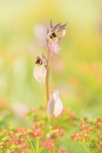 Serapias lingua / Einschwieliger Zungenstendel / Tongue orchid