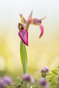 Serapias lingua / Einschwieliger Zungenstendel / Tongue orchid