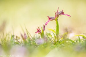 Serapias lingua / Einschwieliger Zungenstendel / Tongue orchid