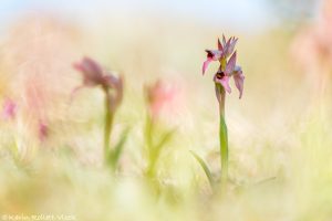 Serapias lingua / Einschwieliger Zungenstendel / Tongue orchid