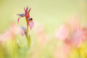 Serapias lingua / Einschwieliger Zungenstendel / Tongue orchid