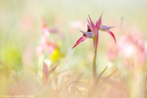 Serapias lingua / Einschwieliger Zungenstendel / Tongue orchid