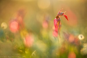 Serapias lingua / Einschwieliger Zungenstendel / Tongue orchid