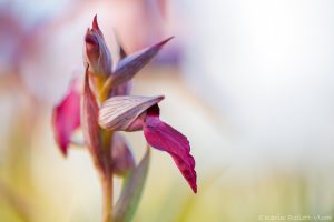 Serapias lingua / Einschwieliger Zungenstendel / Tongue orchid