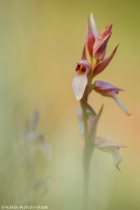 Serapias lingua / Einschwieliger Zungenstendel / Tongue orchid