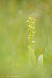 Liparis loeselii / Sumpf-Glanzständel / fen orchid