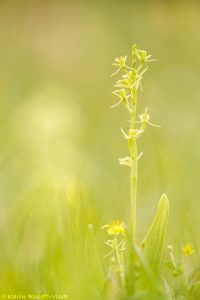 Liparis loeselii / Sumpf-Glanzständel / fen orchid